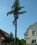 Abtragen der ste