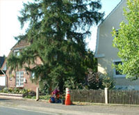 FAELLUNG_1