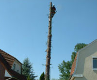 FAELLUNG_2